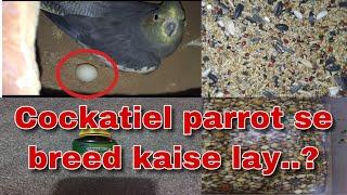 Cockatiel parrot breeding tips || cockatiel se breed kaise le || gs birds info