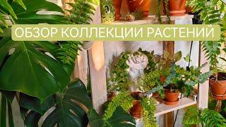 Моя коллекция растений. Обзор