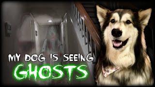 My dog is seeing GHOSTS in our home