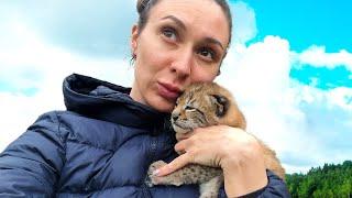 Rescuing LYNX KITTEN Umka from falling from a height