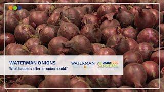 What happens after an onion is sold? | Waterman onions 