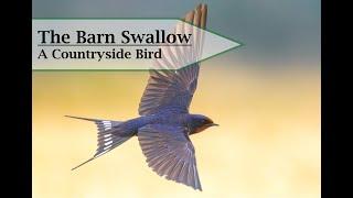 The Barn Swallow (Hirundo rustica) -  A Worldwide Swallow