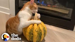 Cat Is Obsessed With Pumpkin | The Dodo