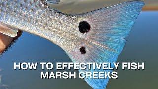 How To Effectively Fish In Marsh Creeks [Fishing Report]