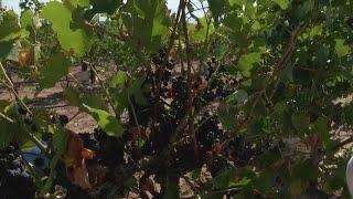 New Mexico wine economics