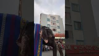 Tirumala Tirupati Temple Elephant #ternding #shorts #tirupati #shortsvideo #viralshorts #viralshort