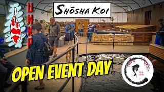 An AMAZING New Koi Store - SHOSHA KOI Opening Day