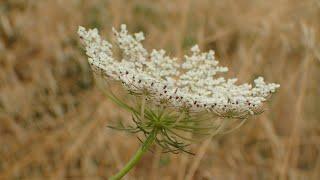 Wild Carrot (Daucus carota)