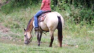 SOLD Letty- Nolan Horses