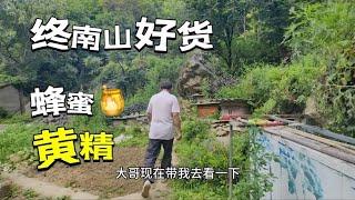终南山的土特产，今年新下来的土蜂蜜，黄精十月份也可采挖了