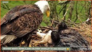 DECORAH EAGLES NORTH ~ MOM DELIVERS HAWKLET TO EAGLETS!  LESSONS IN DE-FEATHERING!  5/4/24