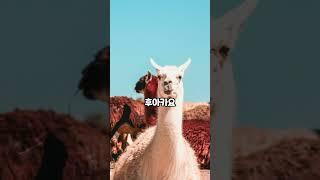 알파카 Alpaca