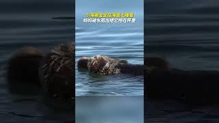 小海獭宝宝在海面上睡着，妈妈破水而出把它抱在怀里，好温馨的画面。#暖心  #万物皆有灵