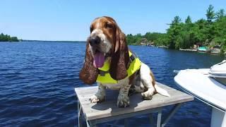 basset hound swimming!