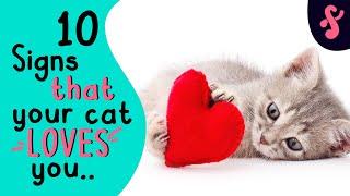 ️ 10 Signs That Your Cat Really LOVES You | Furry Feline Facts 