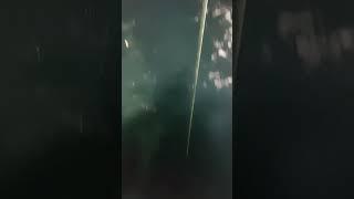 Catching A Trigger Fish! #fishing