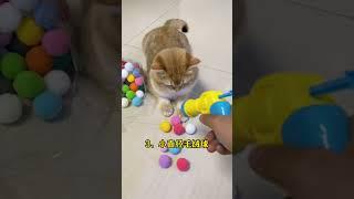 4大"网红猫咪玩具"！第1种简直是刑具 #新手养猫﻿ ﻿#养猫经验分享﻿ ﻿#科学养猫﻿ ﻿#养猫避坑﻿ ﻿#猫咪健康﻿ ﻿#养猫知识﻿ ﻿#猫咪玩具﻿ #萌寵 #貓咪日常