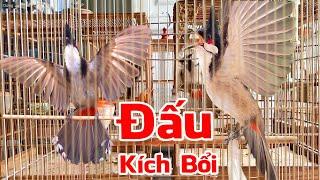 Chào Mào Đấu Giàn/ Kích Chào Mào Hót Ché/ Kích Chào Mào Bổi Hót Đấu Mới Nhất / 100% Căng Lửa