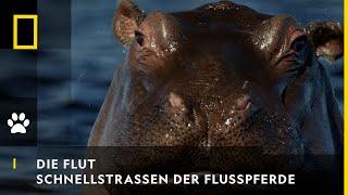 DIE FLUT - Schnellstraßen der Flusspferde | National Geographic