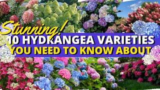 10 Stunning Hydrangea Varieties You Need to Know About 