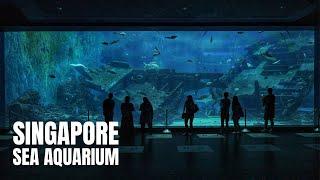 SEA Aquarium Singapore Walking Tour 2022 (4K HDR)