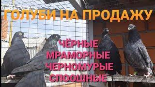 Лишние голуби на продажу. Чёрные, черномурые, мраморные. Pigeons for sale.