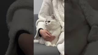 小猫凶凶#撸猫第一视角 #每日吸猫