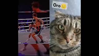 кот боксер #viral #ufc #boxing #sports