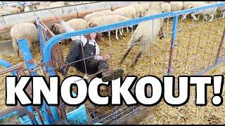 MAMA said knock EWE out...| My sheep are attention seekers. | Vlog 500