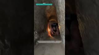 Bat Jumpscare