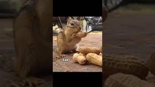 Squirrel Eating Peanuts  #shorts #allaround #squirrels