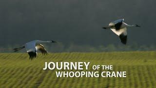 Journey of the Whooping Crane