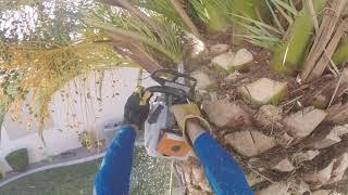 Canary palm trees get hacked (CARROT TOPPING)