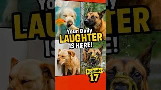 they always help us laugh #funnyanimals #funny #funnypets #animalart #petlover #pets #comedy #dog