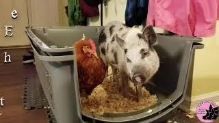 Pig and Chicken Best Friends