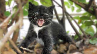 A Very Angry Hissy Kitty!