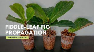 #81 How to Propagate Fiddle-Leaf Fig from Cuttings? Ficus Lyrata Propagation | Indoor Plants