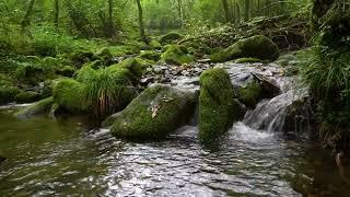 Pleasant Sound of a Flowing Stream, Melody of the Forest, the Whispers of Small Birds