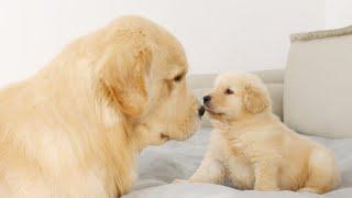 Golden Retriever Dad Meets His Puppy Son For The First Time