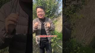 柑橘防治蓟马最有效的三个方案！ 病虫害防治 果园管理 农业技术推广 种植小技巧 柑橘种植