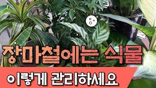 장마철에는 식물 이렇게 관리하세요 / This is how you manage your plants during the rainy season.