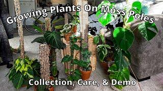 All My Plants on Moss Poles, How I Care for Them, + Easy DIY Moss Pole Demo