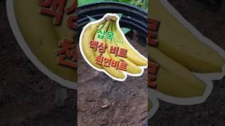 바나나 껍질 버리지 마세요 #천연비료 #액상비료 #삽목