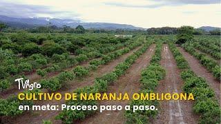 Cultivo de Naranja Ombligona en Meta: Proceso paso a paso - TvAgro por Juan Gonzalo Angel Restrepo