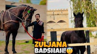 RESPECT MUHARRAM! | Zuljana BadshaH |️