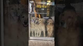 매일 같은 일상이지만 매일 다르게 이쁜 골든리트리버 6마리 #짱아네가족 #3대가사는집 #goldenretriever