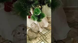 Любимая кошечка Зайка и ёлка. С наступающим Новым годом! #music #аnimals #cat #catlover #newyear