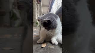 给它装饭跟做贼似的     #万物可爱计划 #猫咪 #自带碗的霸气外八小猫 #铲屎官的日常 #萌宠成精了