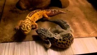 Galaxy - leopard gecko shedding