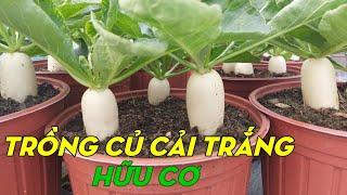 How To Grow White Radish From Seeds To Harvest | Phan Đức #189